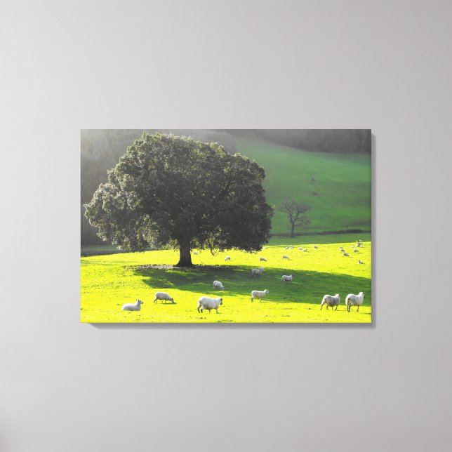 Toile Moutons au soleil du matin (Recto)