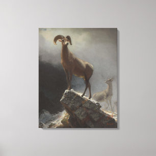 Toile Moutons de montagne rocheuse ou Big Horn, Ovis,