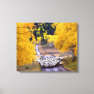 Toile Moutons sur la route de campagne