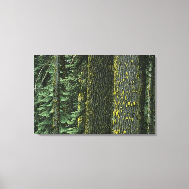Toile Mt. Ashland, forêt nationale de Rogue River, (Recto)