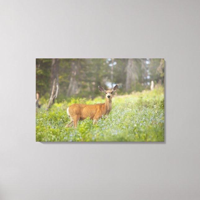 Toile Mule Deer (Odocoileus hemionus) dans la prairie (Recto)