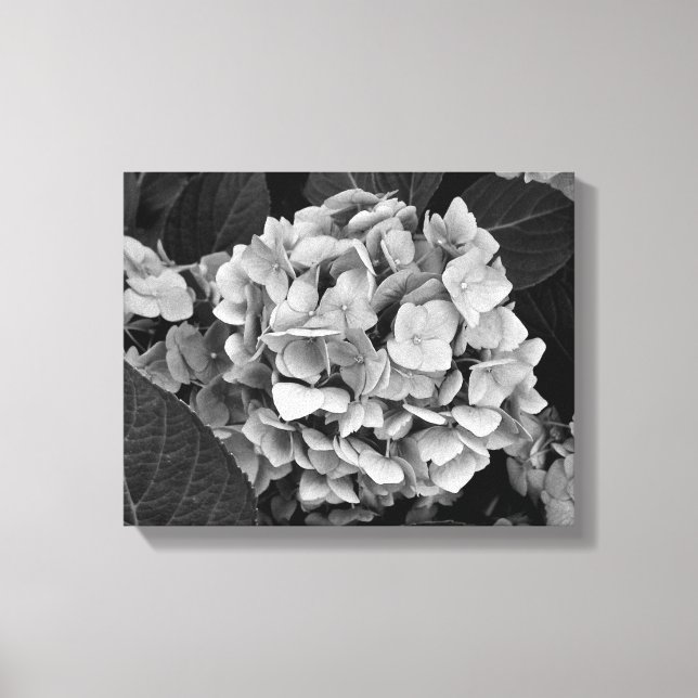 Toile Mur noir et blanc Hydrangea (Recto)