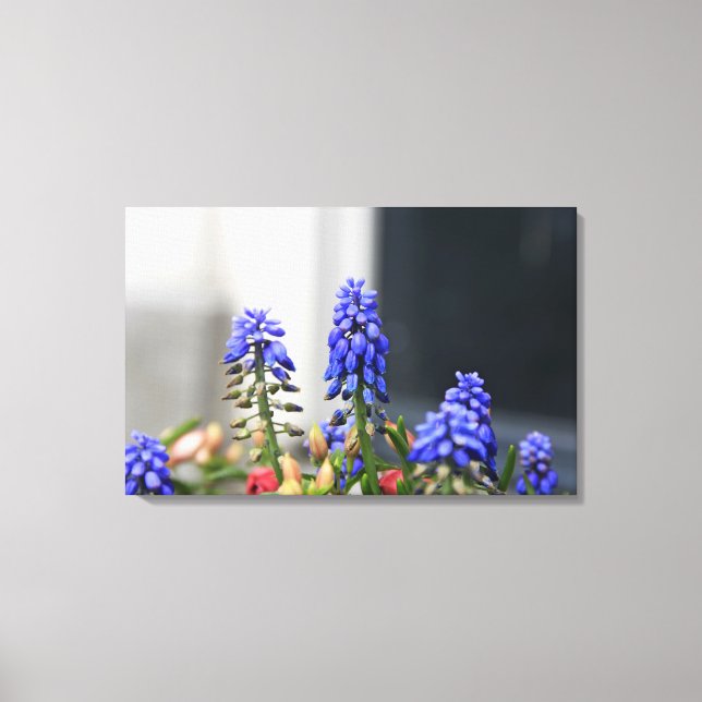 Toile muscari à grappe (Recto)