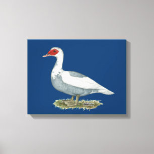 Toile Muscovy Blue pied Duck