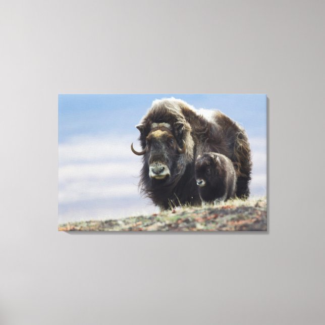 Toile Musk Ox with Calf (Recto)