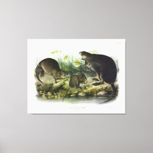 Toile Muskrat de Quadrupeds of North America d'Audubon