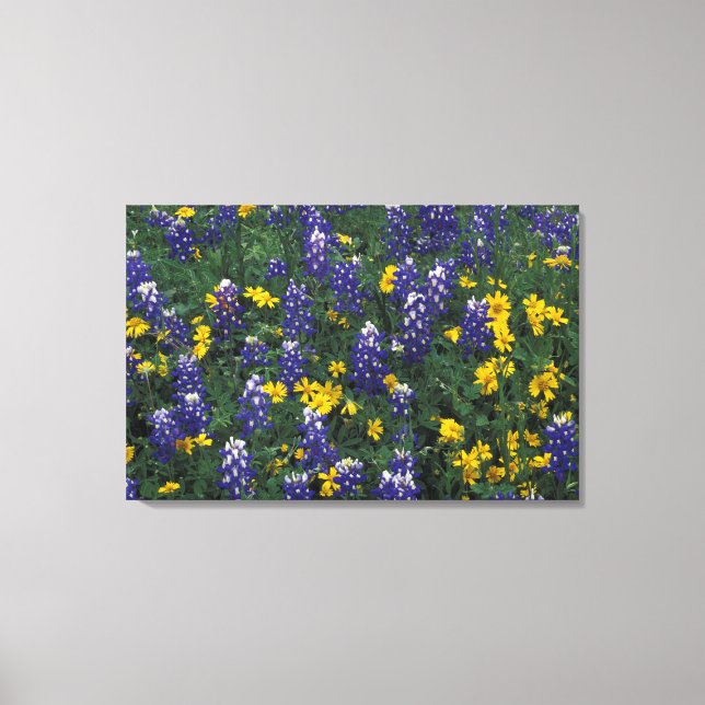 Toile N.A, États-Unis, Texas, Marble Falls, Blue Bonnets (Recto)