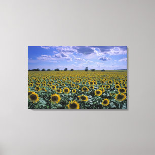 Toile NA, États-Unis, Kansas, culture de tournesol