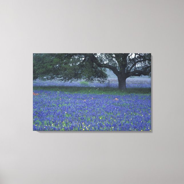 Toile NA, Texas, Devine, Chêne et bleuets (Recto)