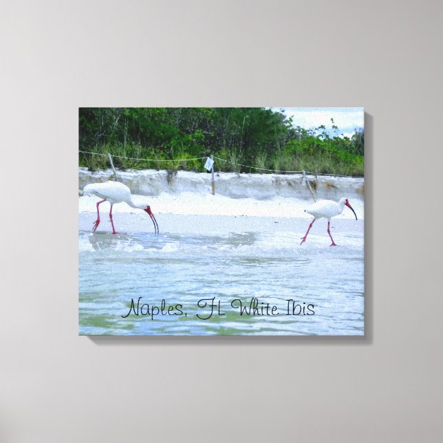 Toile Naples, FL White Ibis Birds Walking on Beach (Recto)