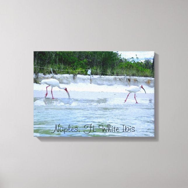 Toile Naples, FL White Ibis Birds Walking on Beach (Recto)