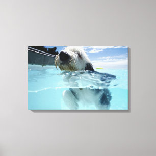 Toile Natation de chien dans une piscine