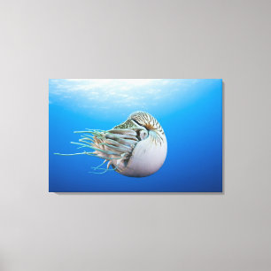 Toile Nautilus chambré (pompilius de Nautilus), grande