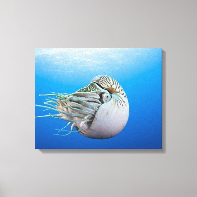 Toile Nautilus (Nautilus pompilius), Grand Bar (Recto)