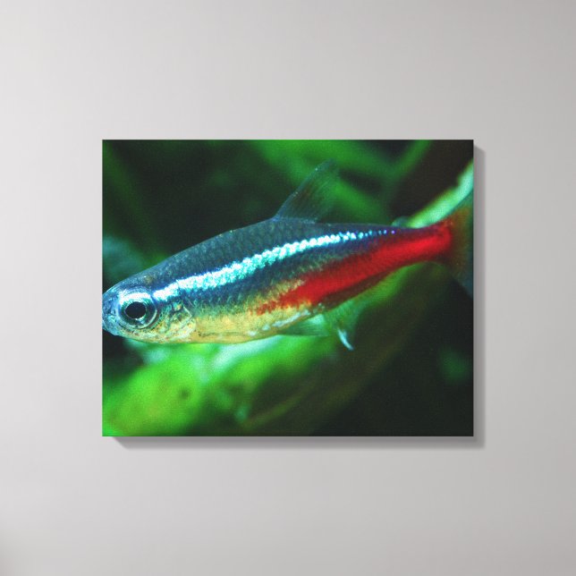 Toile Neon Tetra Fish Paracheirodon Innesi (Recto)