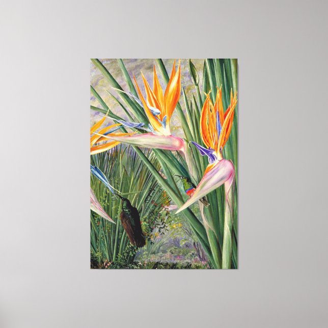 Toile Nord - Strelitzia et Sugar Birds, Afrique du Sud, (Recto)