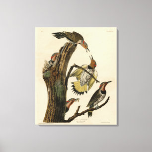 Toile Norther Flicker de Audubon's Birds of America