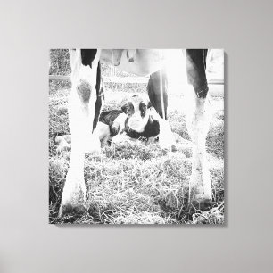 Toile Nouveau-né Holstein Calf