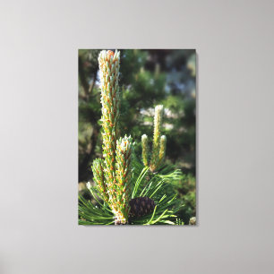 Toile Nouveaux bourgeons de pin