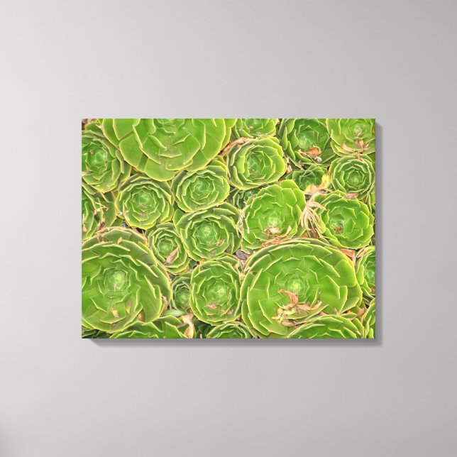 Toile Nouvelle-Zélande, île du Sud. Succulent. (Recto)