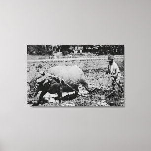 Toile Oahu, Hawaï - un labourage de Buffalo et