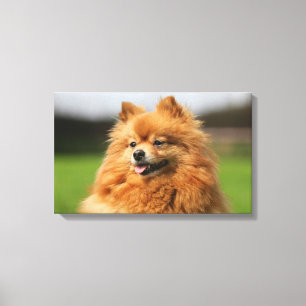 Toile Observation de Pomeranian