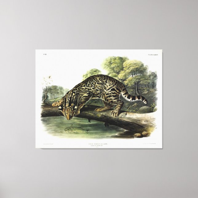 Toile Ocelot, léopard-chat (Leopardus pardalis) - Audubo (Recto)