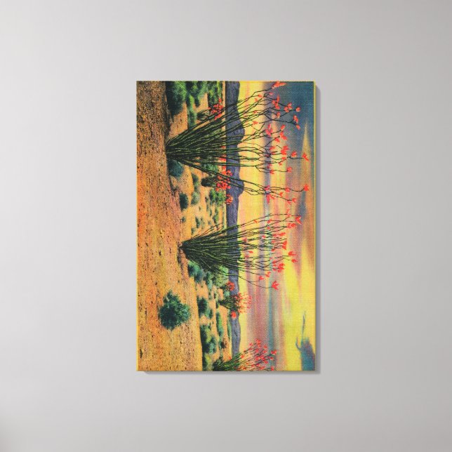 Toile Ocotillo Flowers en Fleur, Californie DésertStat (Recto)