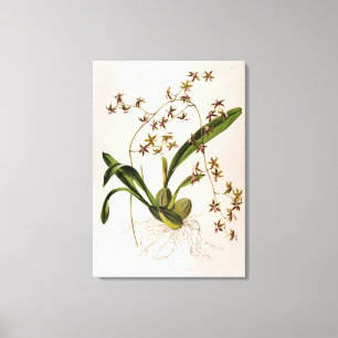 Toile Odontoglossum Hastatum