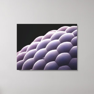 Toile Oeil composé d'un insecte