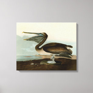 Toile Œuvre d'art de Pélican Brun de John James Audubon