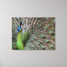 Œuvre d'art élégante de paon et de plume