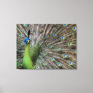 Toile Œuvre d'art élégante de paon et de plume
