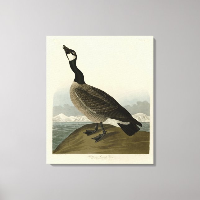 Toile Oie en caquette des oiseaux d'Amérique d'Audubon (Recto)