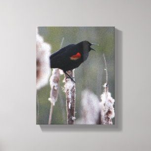 Toile Oiseau à ailes rouges (Agelaius phoeniceus)