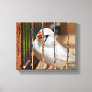 Toile Oiseau blanc Zèbre Finch en cage