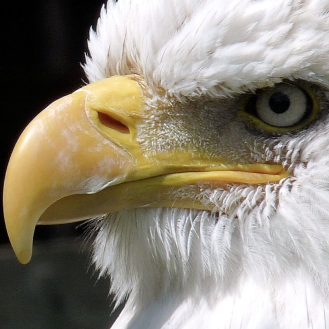 TOILE OISEAU D'AGLE (Créateur téléchargé)