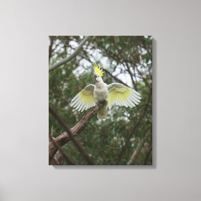 Toile Oiseau de Cockatoo à crête de soufre Australie (Recto)