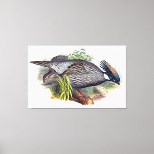 Toile Oiseau de faisan vintage Koklass