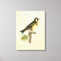 Oiseau jaune et vert perché sur une petite branche