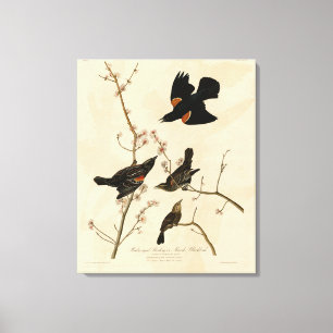 Toile Oiseau noir à ailes rouges - Oiseaux d'Amérique d'