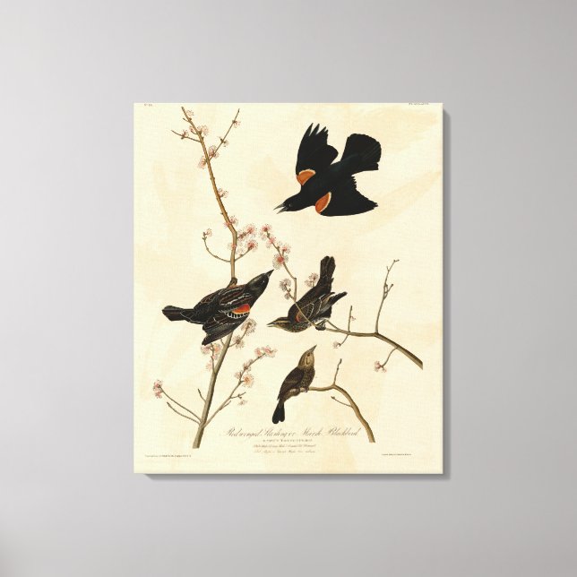 Toile Oiseau noir à ailes rouges - Oiseaux d'Amérique d' (Recto)