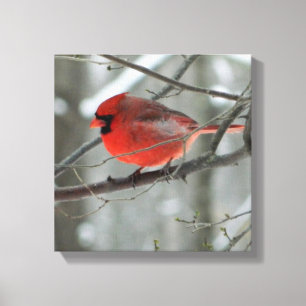 Toile Oiseau Vue oeil (Cardinal)Toile Carré enroulée