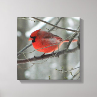 Toile Oiseau Vue oeil (Cardinal)Toile Carré enroulée