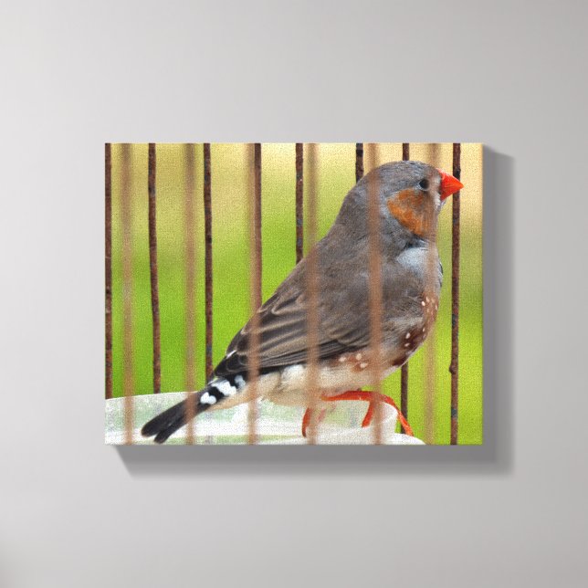 Toile Oiseau Zebra Finch en cage (Recto)