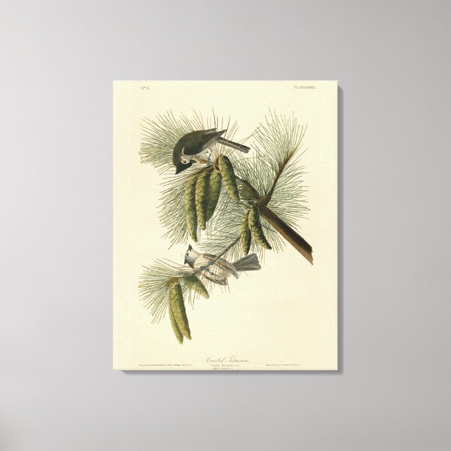 Toile Oiseaux d'Amérique à pois (touffus) (Recto)