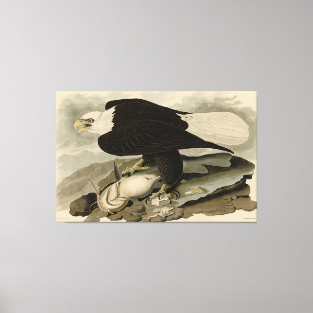 Toile Oiseaux d'Amérique à tête blanche (aigle à tête bl (Recto)
