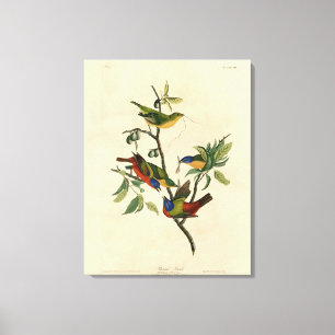 Toile Oiseaux d'Amérique d'Audubon
