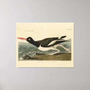 Toile Oiseaux d'Amérique d'Audubon