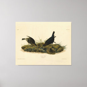 Toile Oiseaux de vache (Cowbird) Audubon's Birds of Amer